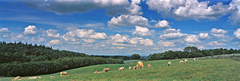 Dutch landscape Cows