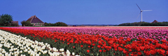 Holland Tulips with windmill